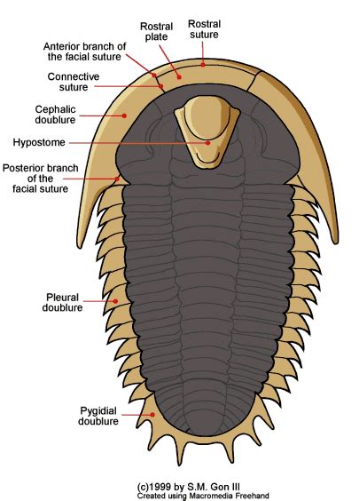 Trilobite Ventral Morphology