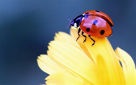 Wallpaper : ladybug, flower, petal, close up 1680x1050 - CoolWallpapers ...