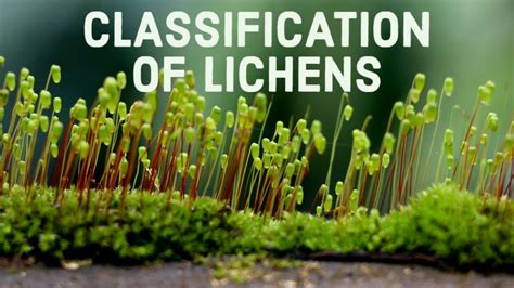 CLASSIFICATION OF LICHENS