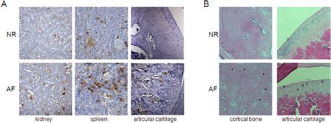 Immunohistochemical CD68 staining was performed on paraffin cross... | Download Scientific Diagram