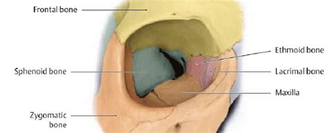 Lacrimal Bone - The Definitive Guide | Biology Dictionary