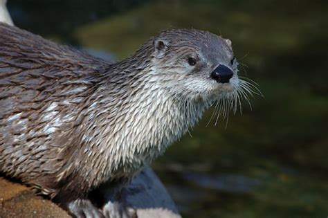 Northern River Otter - Otter Facts and Information