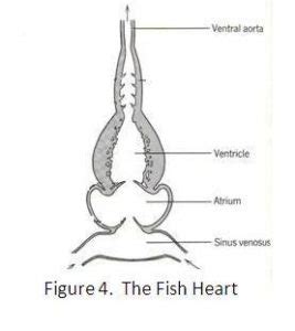 Fish Heart Diagram