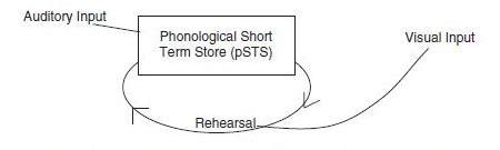 5 Baddeley's (1992) graphic representation of the phonological loop. | Download Scientific Diagram