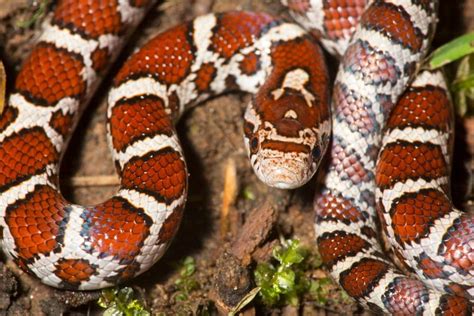 Eastern Milk Snake Care Guide - Size, Lifespan & More