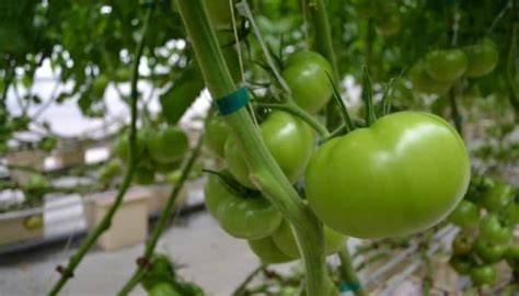 Hydroponic Tomatoes: Learn To Grow Tomatoes Hydroponically