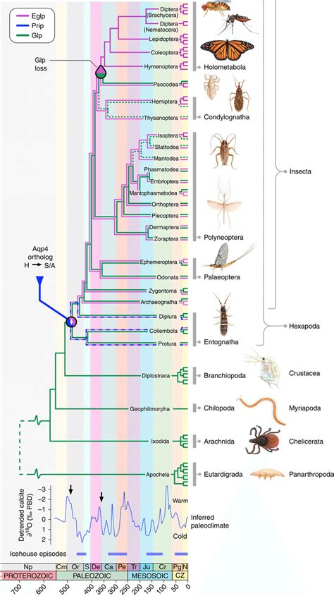 Emergence and extinction of insect glycerol transporters. Schematic... | Download Scientific Diagram