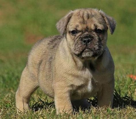 Photos de Boris, chien Mâle Carlin croisé Bulldog Anglais