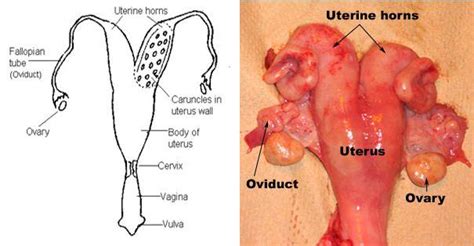 Female Cow Reproductive System Diagram - calibretips