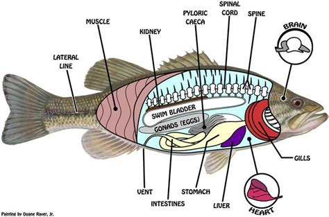 Stephan's Science Page @ Friends Seminary [licensed for non-commercial use only] / One fish two ...