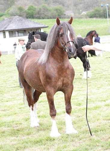 Profile - Brynithon Magic : Rainhill Welsh Cobs | Royal welsh show, Welsh cob, Show horses