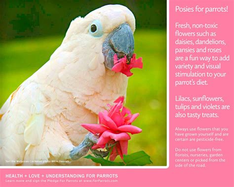 Posies for Parrots! | For Parrots: Posters for Parrot Advocates