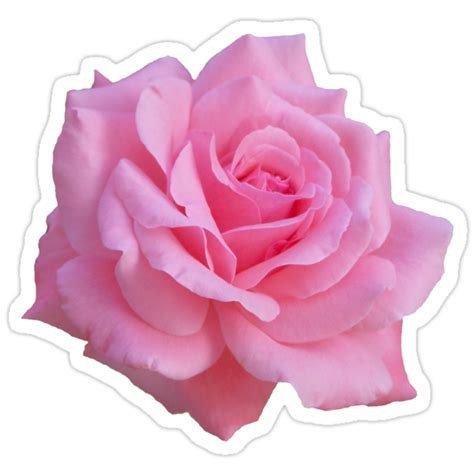 "Pink rose" Stickers by ghjura | Redbubble