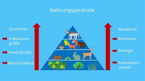 Nahrungspyramide • Aufbau, Typen und Beispiel Wald · [mit Video]