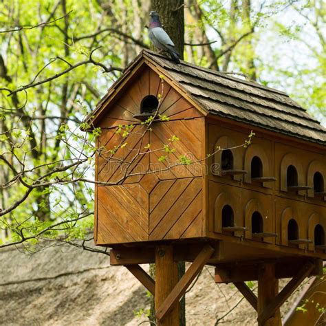 Photo about Wooden pigeon house, one pigeon on top. Image of loft, birdhouse, countrified ...