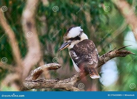 Kookaburra Perched on a Tree Branch in Its Natural Habitat on Blurred Background Stock Image ...