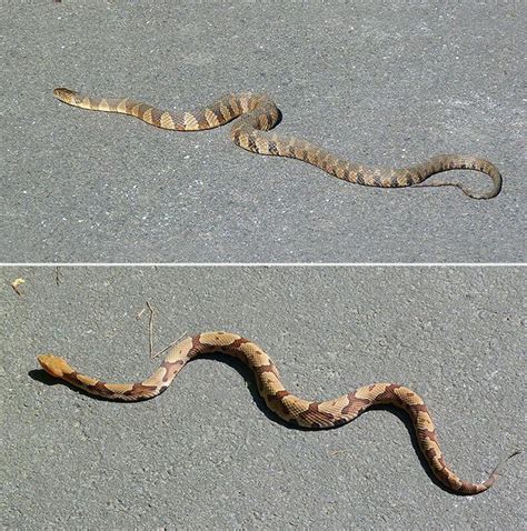 Copperhead vs Northern Water Snake | Nature Watch | Snake, Snake ...