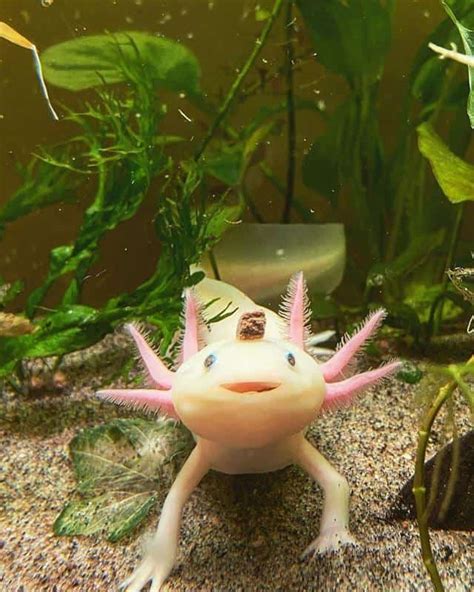 Baby Axolotl Care: Tank Set-Up, Feed & Health Issues