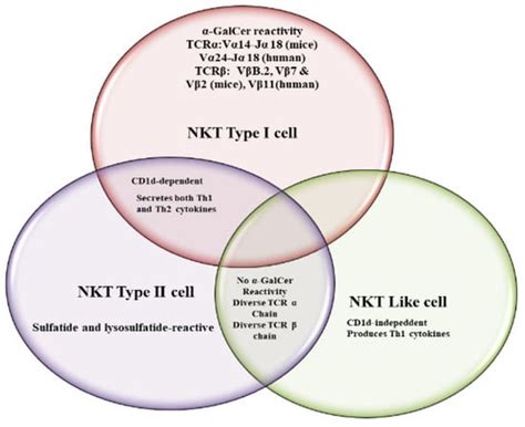 Vaccines | Free Full-Text | Role of NKT Cells during Viral Infection and the Development of NKT ...