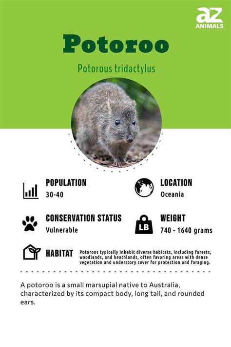 Potoroo - A-Z Animals