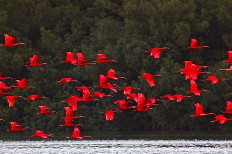 Trinidad Private Caroni Bird Sanctuary Tour 2024 - Viator