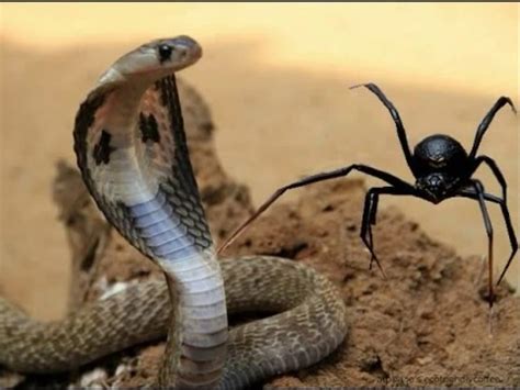 Incridible Fight Snake vs Spider On Real Animal Fight!! - video Dailymotion