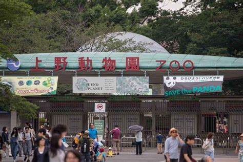 Ueno Zoo: Panda Viewing in Tokyo | japanistry.com