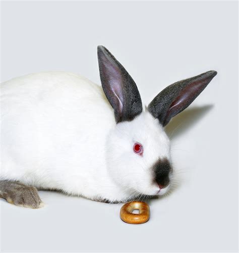 Californian Rabbit Breed - Your Guide To The California White Bunny