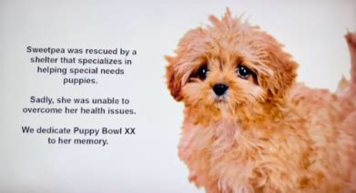 Remembering Sweetpea: The Tiny Puppy That Stole Our Hearts, And The Puppy Bowl. – InspireMore