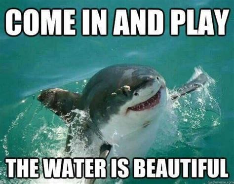 34 best Hilarious shark memes images on Pinterest | Funny sharks, Shark meme and Sharks