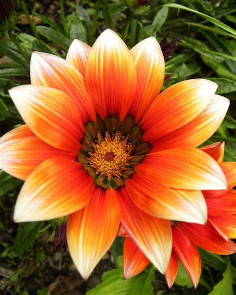 Orange | Summer flowers, Flower images, Amazing flowers