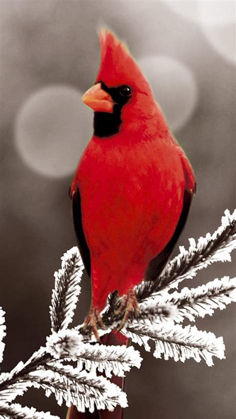 Winter Cardinals Wallpapers - Wallpaper Cave