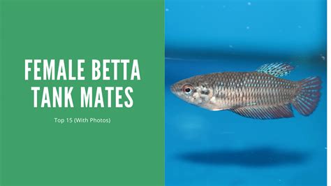 The Top 15 Female Betta Tank Mates (With Pictures) - AquariumStoreDepot