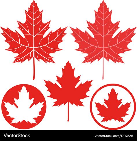 Maple leaf Royalty Free Vector Image - VectorStock