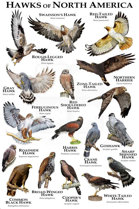 North American Birds Of Prey Identification