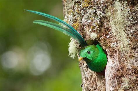 Los Quetzales National Park