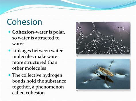 PPT - AP Biology Ch. 3 PowerPoint Presentation, free download - ID:1989378