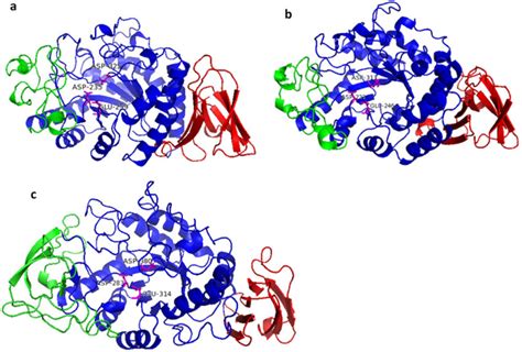 The 3D structure modeling of A. niger α-amylases. (a) AmyA; (b) AmyE;... | Download Scientific ...