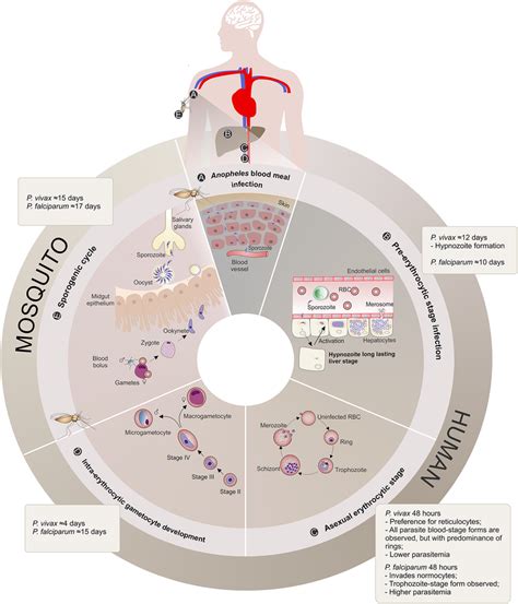 Plasmodium Chart