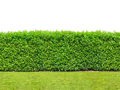 What Is A Pre-Formed Hedge: Learn About Instant Hedge Plants - IMP WORLD