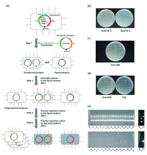 Plasmid exchange. (a) Schematic diagram of procedure. For detailed ...