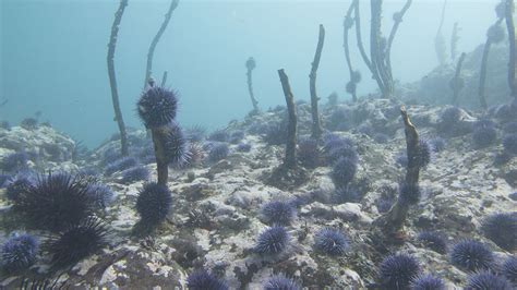 A Prickly Problem with Sea Urchins - Oregon Marine Reserves