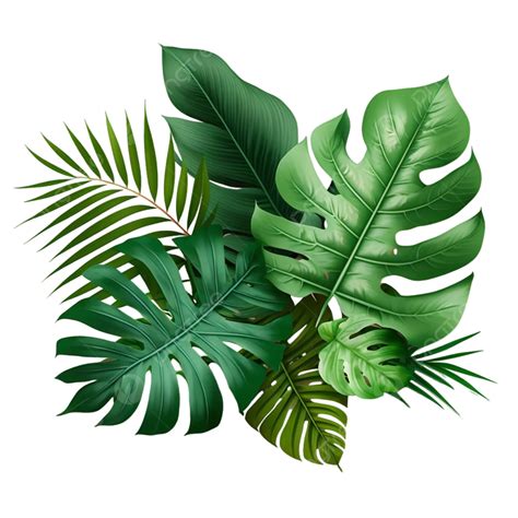 Tropical Leaves Frame Free Psd Design Images, Floral, Leaves, Tree PNG ...