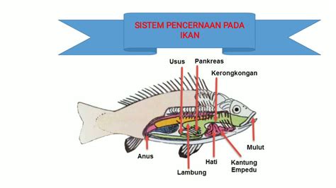 Detail Gambar Sistem Pencernaan Ikan Dan Fungsinya Koleksi Nomer 36