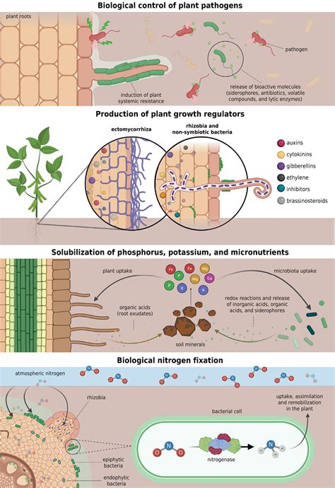 SciELO - Brasil - Soil-plant-microbiota interactions to enhance plant growth Soil-plant ...