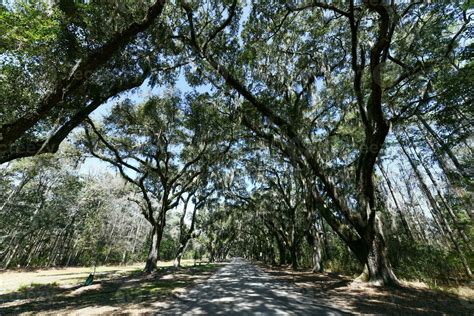 Wormsloe Plantation - Savannah, Georgia 25462215 Stock Photo at Vecteezy