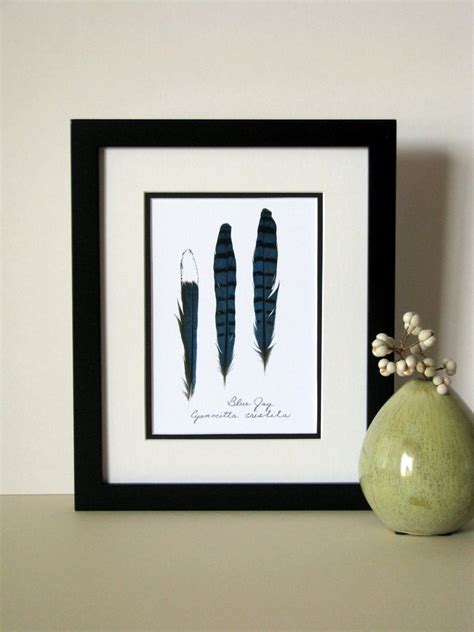 Feather Art Print 8x10 Matted Blue Jay Feathers - Etsy