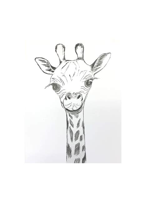 Cute Giraffe Pencil Drawing Print 8 X 10 Matted for 11 X 14 Frame by ...