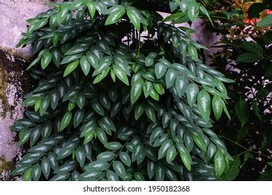 Katuk Tree Sauropus Androgynus Benefits Katuk Stock Photo 1950182368 ...