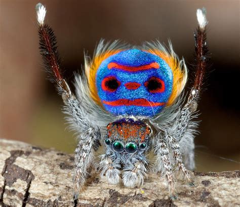 Biólogo descobre sete espécies de aranha-pavão na Austrália - Revista Galileu | Ciência